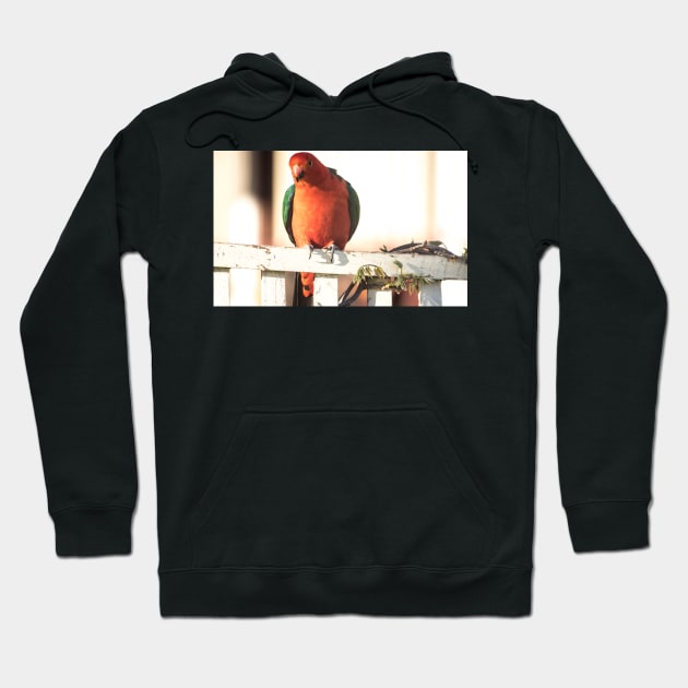 King Parrot 3 Hoodie by DeborahMcGrath